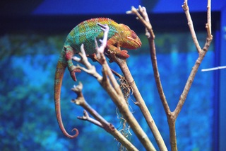 Filename=DSC_7399.jpg
Filesize=23434KiB
Dimensions=7360x4912
Date added=Sep 27, 2019 DSC_7399.jpg