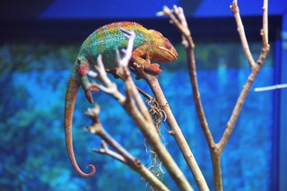 Filename=DSC_7400.jpg
Filesize=23758KiB
Dimensions=7360x4912
Date added=Sep 27, 2019 DSC_7400.jpg