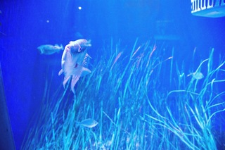 Filename=DSC_7407.jpg
Filesize=20897KiB
Dimensions=7360x4912
Date added=Sep 27, 2019 DSC_7407.jpg