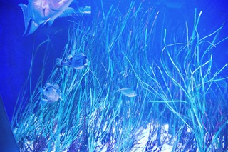 Filename=DSC_7409.jpg
Filesize=22175KiB
Dimensions=7360x4912
Date added=Sep 27, 2019 DSC_7409.jpg