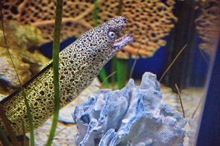 Filename=DSC_7416.jpg
Filesize=23193KiB
Dimensions=7360x4912
Date added=Sep 27, 2019 DSC_7416.jpg