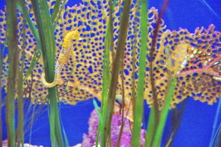 Filename=DSC_7422.jpg
Filesize=30518KiB
Dimensions=7360x4912
Date added=Sep 27, 2019 DSC_7422.jpg