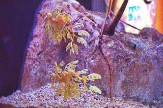 Filename=DSC_7425.jpg
Filesize=28928KiB
Dimensions=7360x4912
Date added=Sep 27, 2019 DSC_7425.jpg