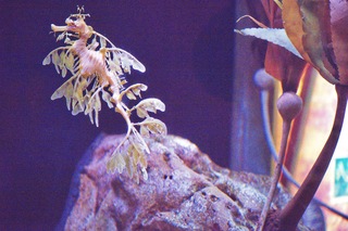 Filename=DSC_7427.jpg
Filesize=30230KiB
Dimensions=7360x4912
Date added=Sep 27, 2019 DSC_7427.jpg