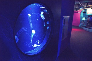 Filename=DSC_7431.jpg
Filesize=26384KiB
Dimensions=7360x4912
Date added=Sep 27, 2019 DSC_7431.jpg