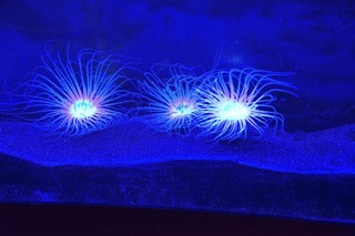 Filename=DSC_7437.jpg
Filesize=17572KiB
Dimensions=7360x4912
Date added=Sep 27, 2019 DSC_7437.jpg