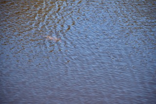 Filename=DSC_7563.jpg
Filesize=6341KiB
Dimensions=7360x4912
Date added=Sep 27, 2019 DSC_7563.jpg