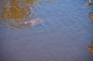 Filename=DSC_7564.jpg
Filesize=5511KiB
Dimensions=7360x4912
Date added=Sep 27, 2019 DSC_7564.jpg