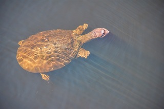 Filename=DSC_7567.jpg
Filesize=9399KiB
Dimensions=7360x4912
Date added=Sep 27, 2019 DSC_7567.jpg