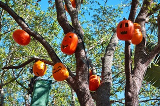 Filename=DSC_7595.jpg
Filesize=13720KiB
Dimensions=7360x4912
Date added=Sep 27, 2019 DSC_7595.jpg