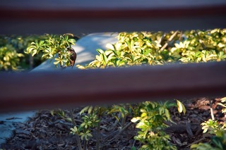 Filename=DSC_7770.jpg
Filesize=4370KiB
Dimensions=7360x4912
Date added=Sep 27, 2019 DSC_7770.jpg