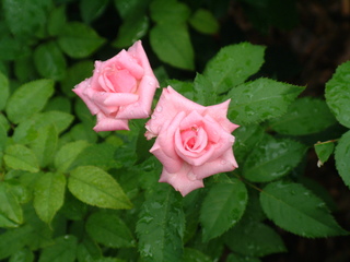 Filename=Disney62203_034.jpg
Filesize=1211KiB
Dimensions=2048x1536
Date added=Sep 28, 2019 Disney62203_034.jpg