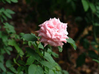 Filename=Disney62203_035.jpg
Filesize=1189KiB
Dimensions=2048x1536
Date added=Sep 28, 2019 Disney62203_035.jpg