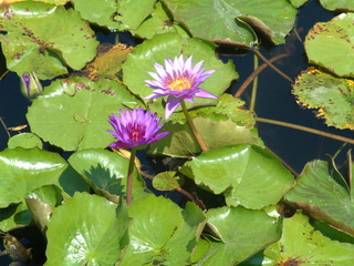 Filename=EPCOT_9-14-03_010.jpg
Filesize=1259KiB
Dimensions=2048x1536
Date added=Sep 27, 2019 EPCOT_9-14-03_010.jpg