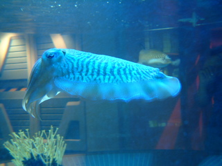 Filename=EPCOT_9-22-03_013.jpg
Filesize=1211KiB
Dimensions=2048x1536
Date added=Sep 27, 2019 EPCOT_9-22-03_013.jpg