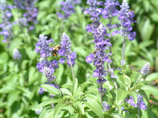 Filename=EPCOT_9-22-03_023.jpg
Filesize=1255KiB
Dimensions=2048x1536
Date added=Sep 27, 2019 EPCOT_9-22-03_023.jpg