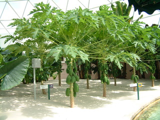 Filename=EPCOT_9-22-03_032.jpg
Filesize=1344KiB
Dimensions=2048x1536
Date added=Sep 27, 2019 EPCOT_9-22-03_032.jpg