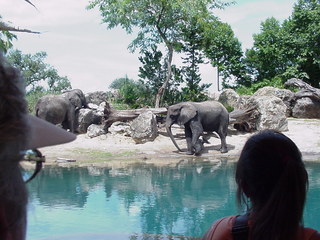 Filename=animalkingdomelephant.JPG
Filesize=382KiB
Dimensions=1280x960
Date added=Sep 27, 2019 animalkingdomelephant.JPG