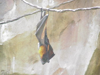 Filename=bat.JPG
Filesize=228KiB
Dimensions=1280x960
Date added=Sep 27, 2019 bat.JPG