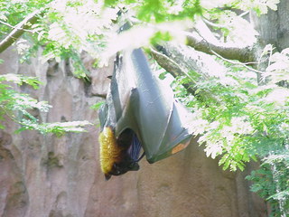 Filename=bat2.JPG
Filesize=308KiB
Dimensions=1280x960
Date added=Sep 27, 2019 bat2.JPG