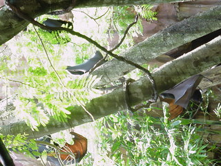 Filename=bats.JPG
Filesize=413KiB
Dimensions=1280x960
Date added=Sep 27, 2019 bats.JPG