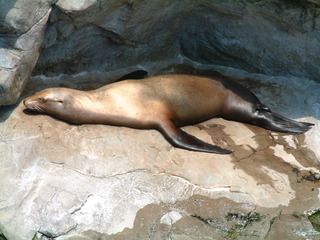 Filename=seaworld4-03_002.jpg
Filesize=1263KiB
Dimensions=2048x1536
Date added=Sep 28, 2019 seaworld4-03_002.jpg
