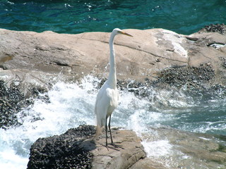 Filename=seaworld4-03_004.jpg
Filesize=1265KiB
Dimensions=2048x1536
Date added=Sep 28, 2019 seaworld4-03_004.jpg