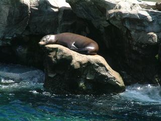 Filename=seaworld4-03_005.jpg
Filesize=1242KiB
Dimensions=2048x1536
Date added=Sep 28, 2019 seaworld4-03_005.jpg