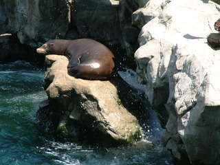 Filename=seaworld4-03_006.jpg
Filesize=1264KiB
Dimensions=2048x1536
Date added=Sep 28, 2019 seaworld4-03_006.jpg