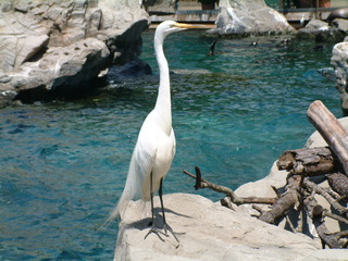 Filename=seaworld4-03_007.jpg
Filesize=1265KiB
Dimensions=2048x1536
Date added=Sep 28, 2019 seaworld4-03_007.jpg