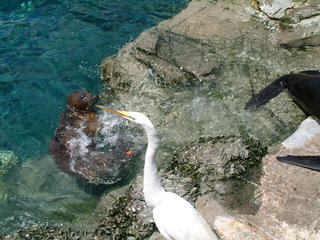 Filename=seaworld4-03_008.jpg
Filesize=1239KiB
Dimensions=2048x1536
Date added=Sep 28, 2019 seaworld4-03_008.jpg