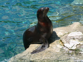 Filename=seaworld4-03_010.jpg
Filesize=1256KiB
Dimensions=2048x1536
Date added=Sep 28, 2019 seaworld4-03_010.jpg