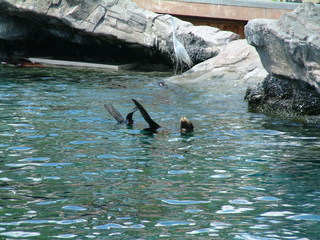 Filename=seaworld4-03_012.jpg
Filesize=1281KiB
Dimensions=2048x1536
Date added=Sep 28, 2019 seaworld4-03_012.jpg