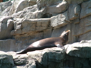 Filename=seaworld4-03_015.jpg
Filesize=1259KiB
Dimensions=2048x1536
Date added=Sep 28, 2019 seaworld4-03_015.jpg
