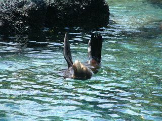 Filename=seaworld4-03_018.jpg
Filesize=1252KiB
Dimensions=2048x1536
Date added=Sep 28, 2019 seaworld4-03_018.jpg