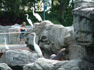 Filename=seaworld4-03_020.jpg
Filesize=1274KiB
Dimensions=2048x1536
Date added=Sep 28, 2019 seaworld4-03_020.jpg