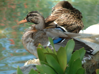 Filename=seaworld4-03_024.jpg
Filesize=1252KiB
Dimensions=2048x1536
Date added=Sep 28, 2019 seaworld4-03_024.jpg