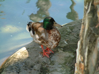 Filename=seaworld4-03_025.jpg
Filesize=1230KiB
Dimensions=2048x1536
Date added=Sep 28, 2019 seaworld4-03_025.jpg