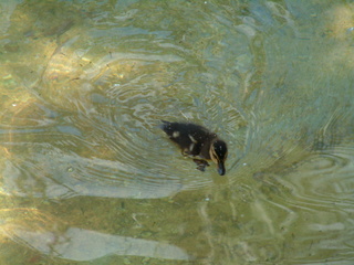 Filename=seaworld4-03_026.jpg
Filesize=1237KiB
Dimensions=2048x1536
Date added=Sep 28, 2019 seaworld4-03_026.jpg