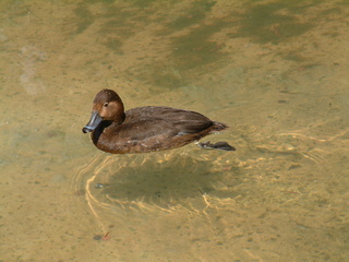 Filename=seaworld4-03_027.jpg
Filesize=1233KiB
Dimensions=2048x1536
Date added=Sep 28, 2019 seaworld4-03_027.jpg