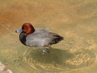 Filename=seaworld4-03_028.jpg
Filesize=1244KiB
Dimensions=2048x1536
Date added=Sep 28, 2019 seaworld4-03_028.jpg