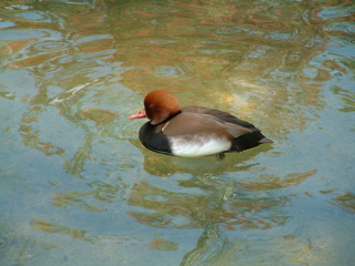 Filename=seaworld4-03_031.jpg
Filesize=1232KiB
Dimensions=2048x1536
Date added=Sep 28, 2019 seaworld4-03_031.jpg