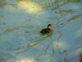 Filename=seaworld4-03_032.jpg
Filesize=1199KiB
Dimensions=2048x1536
Date added=Sep 28, 2019 seaworld4-03_032.jpg