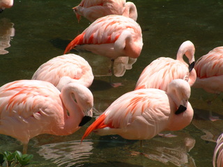 Filename=seaworld4-03_034.jpg
Filesize=1235KiB
Dimensions=2048x1536
Date added=Sep 28, 2019 seaworld4-03_034.jpg