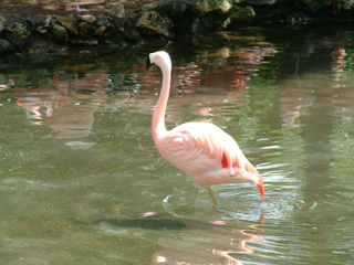 Filename=seaworld4-03_035.jpg
Filesize=1242KiB
Dimensions=2048x1536
Date added=Sep 28, 2019 seaworld4-03_035.jpg