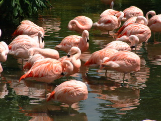 Filename=seaworld4-03_036.jpg
Filesize=1273KiB
Dimensions=2048x1536
Date added=Sep 28, 2019 seaworld4-03_036.jpg