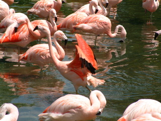 Filename=seaworld4-03_039.jpg
Filesize=1250KiB
Dimensions=2048x1536
Date added=Sep 28, 2019 seaworld4-03_039.jpg