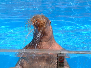 seaworld5-2-03-_066.jpg