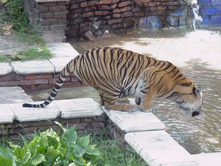 Filename=tiger.JPG
Filesize=330KiB
Dimensions=1280x960
Date added=Sep 27, 2019 tiger.JPG