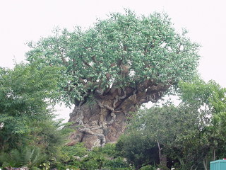 treeoflife.JPG